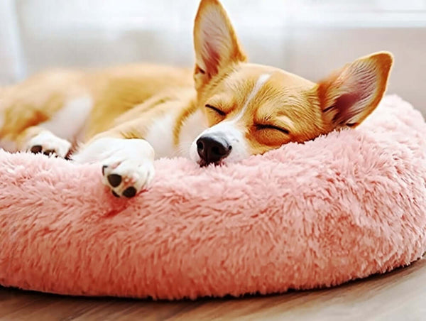 Create a Soothing Sleep Environment for Your Anxious Pet