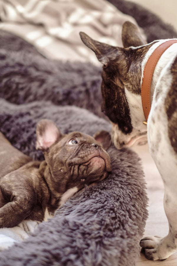 Cozy Companions: Combining Dog Beds and Throw Blankets for Ultimate Pet Comfort