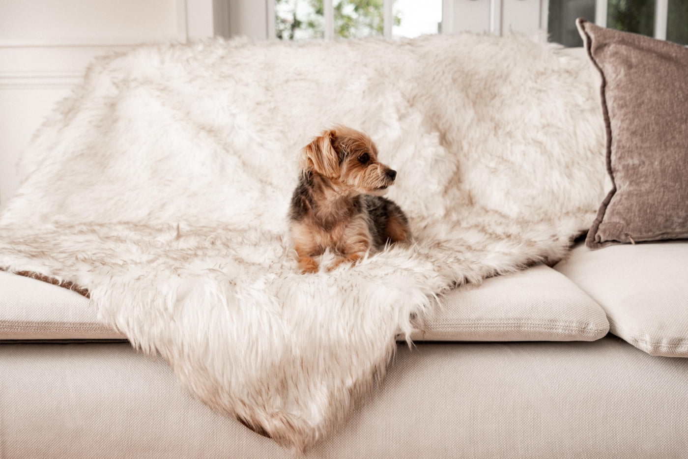 Pup Protector Comfort Throw Blanket- White with Brown Accents.