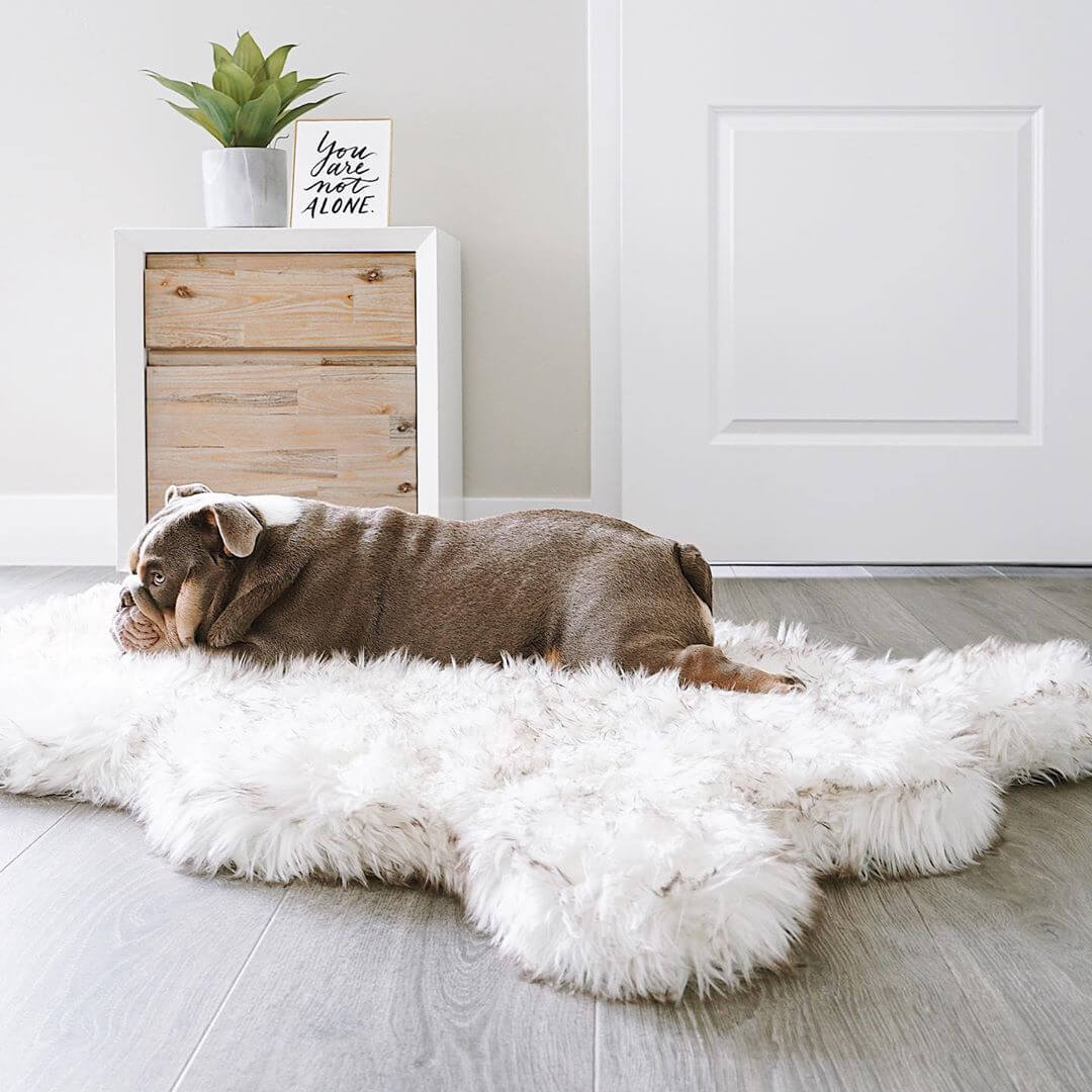 The PupPlush Orthopedic Dog Bed - Curve White with Brown Accents.