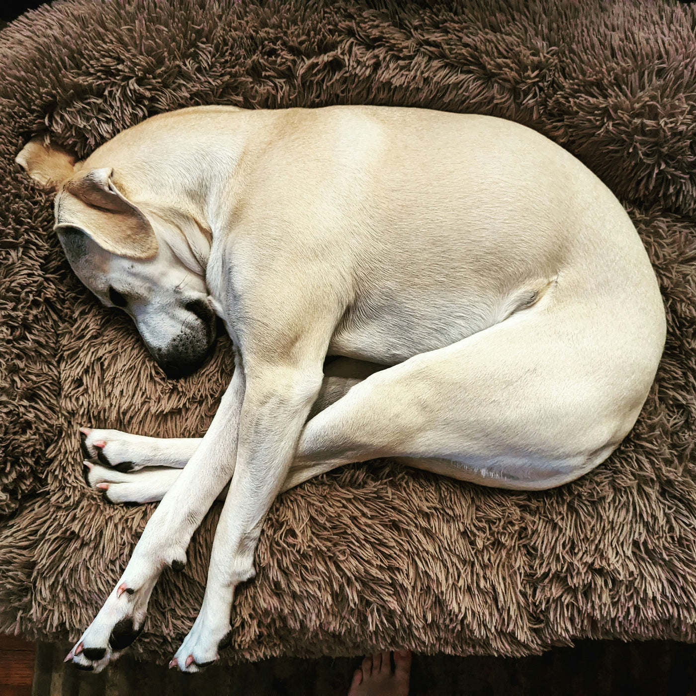 Anti-Anxiety Calming Dog Bed