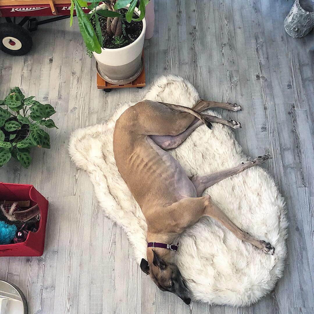 The PupPlush Orthopedic Dog Bed - Curve White with Brown Accents.