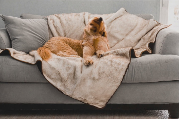 Truly For Pets Cooling Comfort Blanket - White with Brown Accents