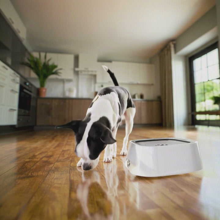 The Ultimate No-Splash Dog Water Bowl