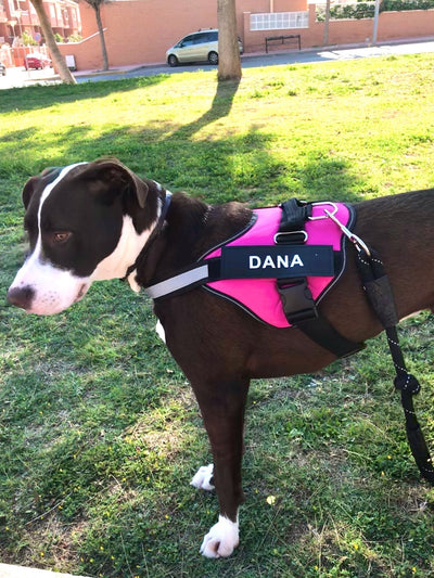 Personalized Anti Choke Dog Harness - Truly For Pets