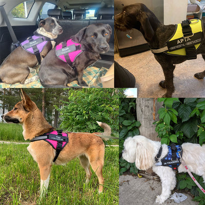 Personalized Anti Choke Dog Harness - Truly For Pets